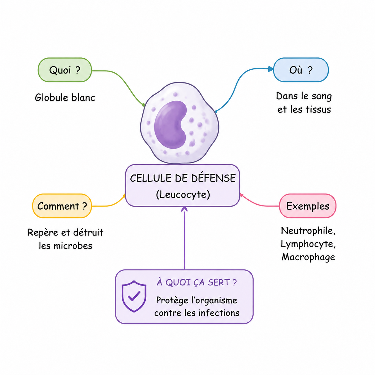 gpt-image-2 render: Simple Mind Map Style Immune Defense Cell Diagram