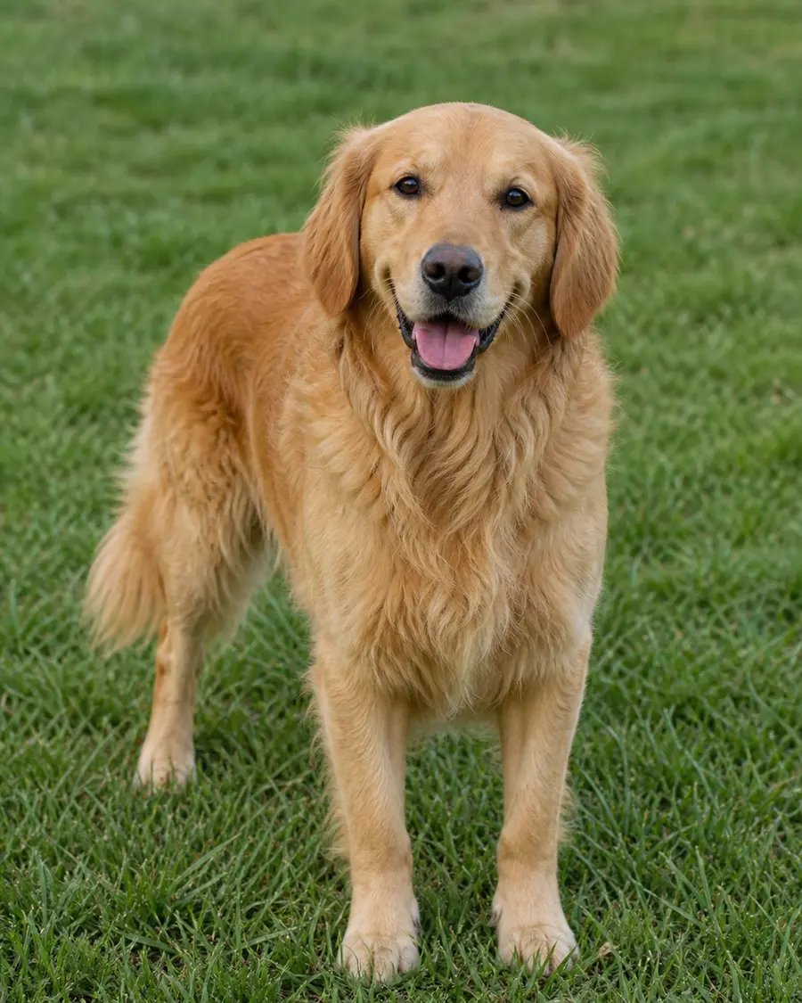 dog