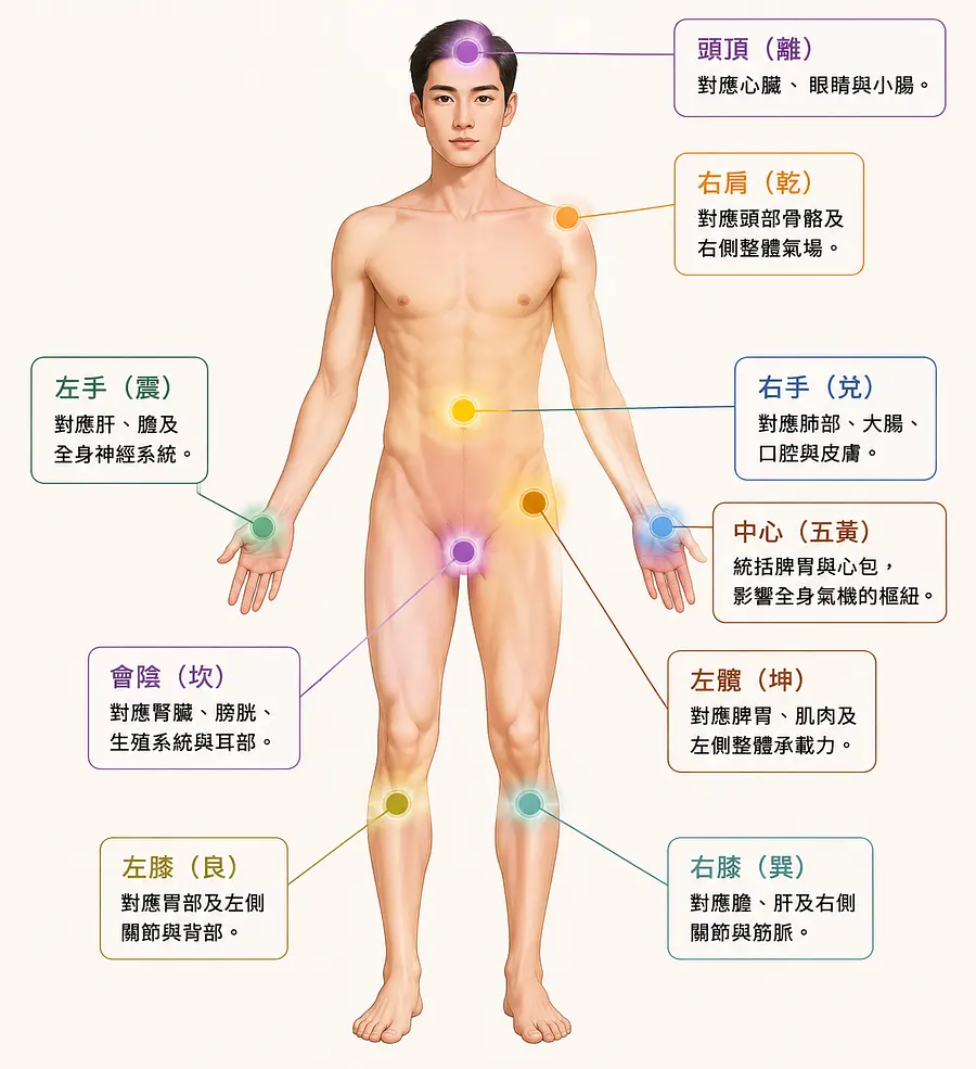 ：

頭頂（離）： 對應心臟、眼睛與小腸。

會陰（坎）： 對應腎臟、膀胱、生殖系統與耳部。

左手（震）： 對應肝、膽及全身神經系統。

右手（兌）： 對應肺部、大腸、口腔與皮...